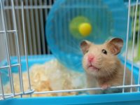 Comment aménager et entretenir une cage à rat